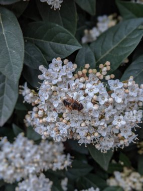 Spirea ulmaria çiçekli arı. Çiçeklerin üzerinde bir arı ile Meadowsweet çiçek.