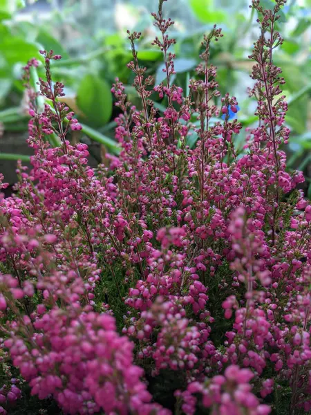 Calluna Vulgaris Tanaman Penuh Bunga Merah Muda Heather Sedang Bermekaran — Stok Foto