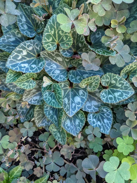 Folhas Exuberantes Planta Ciclame Canteiro Flores — Fotografia de Stock