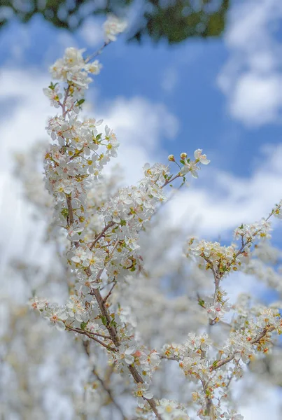 Ветви Полны Крошечных Белых Цветов Солнечным Светом Яркий Фон — стоковое фото