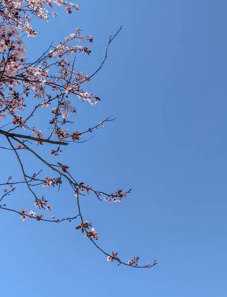 Güneş ışığı altında çiçek açan kiraz ağacı