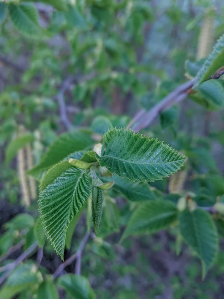 Daun Daun Kecil Hornbeam Hop Atau Ostrya Carpinifolia — Stok Foto