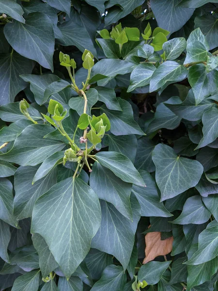 Daun Baru Tumbuh Tanaman Ivy — Stok Foto