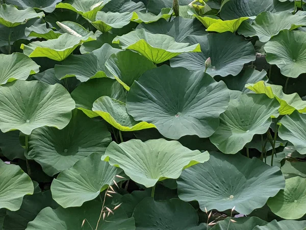 Bud Lotus Leaves Sunlight — Stock Photo, Image