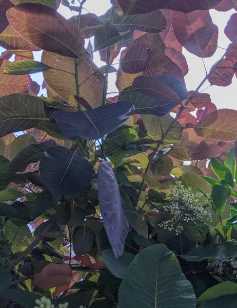 Tussen Weelderige Bladeren Van Cotinus Coggygria — Stockfoto