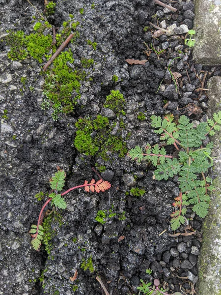 Sokaklarda Çimentoyla Büyüyen Küçük Bitkiler Stok Fotoğraf