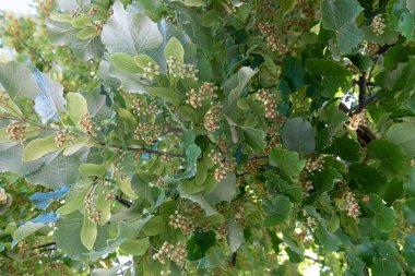 Tomurcuklarla dolu ıhlamur dalları