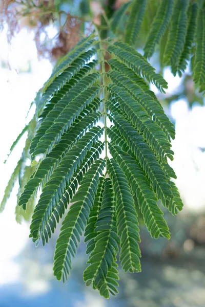 Mimosaträd Eller Albizia Julibrissinblad — Stockfoto