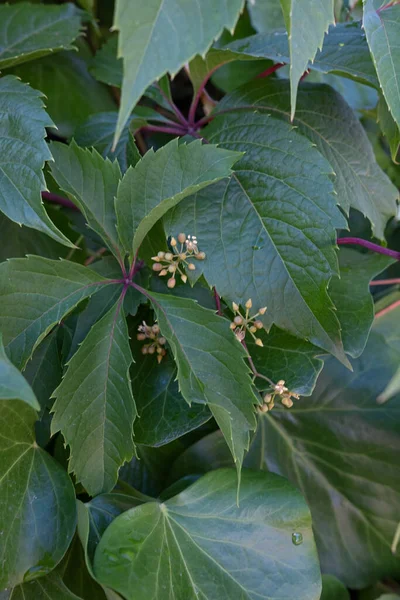 Buds Flowers Virginia Creeper Parthenocissus Quinquefolia — Stok Foto