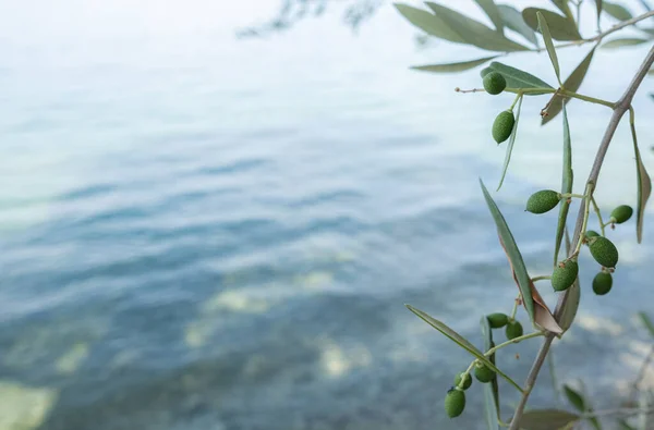 オリーブは湖の岸で育つ — ストック写真