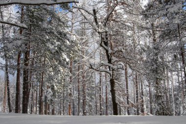 Muhteşem ormanda kış güneşli bir gün. Beyaz kar ve güneş ışınları muhteşem bir manzara yaratıyor. Kış Masalı.