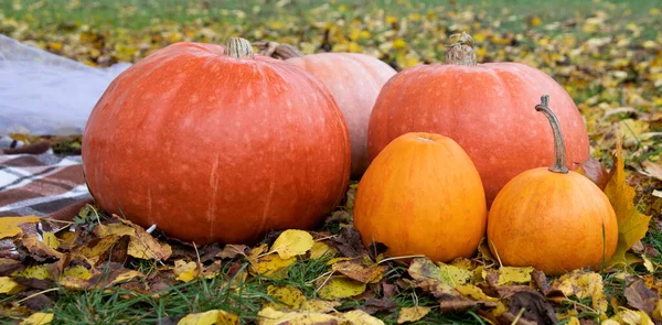 Variété Citrouilles Colorées Sur Sol Parmi Les Feuilles Automne Helloween — Photo