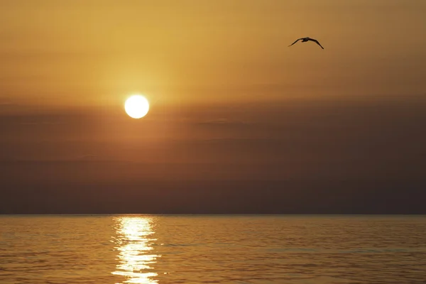 Sunrise on the sea with a seagull. Morning sun above the black sea without people.