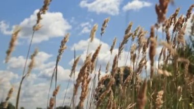 Tarlada rüzgarda sallanan yüksek otlar. Kırsal alanda esen rüzgar. Bulutlu güneşli gökyüzü ve tarlada kurumuş uzun otlar.
