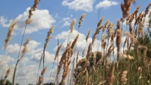 Tarlada Rüzgarda Sallanan Yüksek Otlar Kırsal Alanda Esen Rüzgar Bulutlu — Stok video