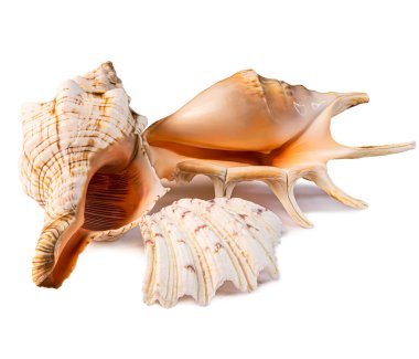 Beyaz arka planda izole edilmiş farklı deniz kabukları grubu. Kabuk yakın çekim.