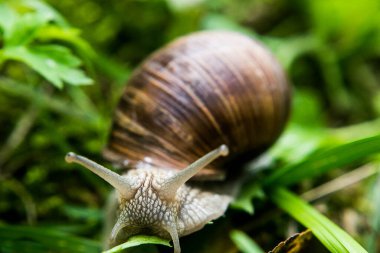Kabuktaki bir salyangoz yeşil çimlerde sürünür.