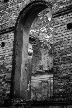 Yıkılmış eski bir binadaki bir ağaç kemerden geçiyor.