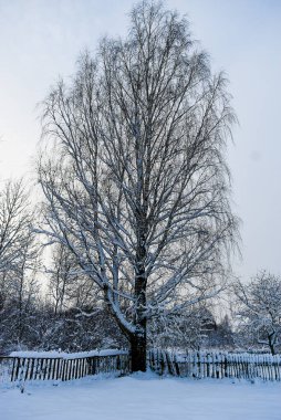 Akşam karanlığında bahçede karlı bir huş ağacı.