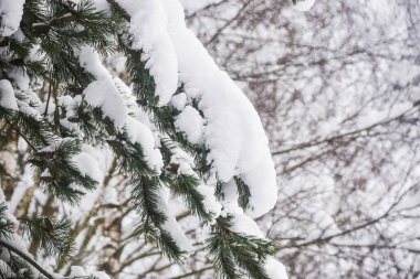 Kışın karın altında ladin dalları