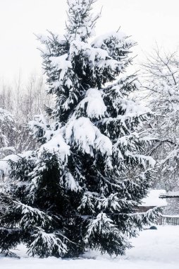 Bir kış günü bahçede karla kaplı bir ladin.