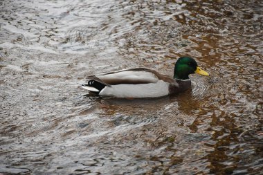 Bir ördek, şehir parkındaki bir gölün berrak sularında yüzer.