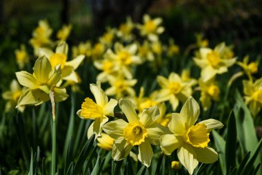 Bir bahar günü güneşin altındaki nergislerden oluşan bir açıklık.