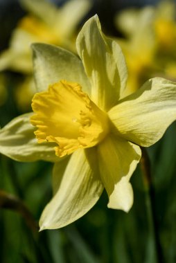 Güneşli bir günde çiçek tarhında sarı nergis.