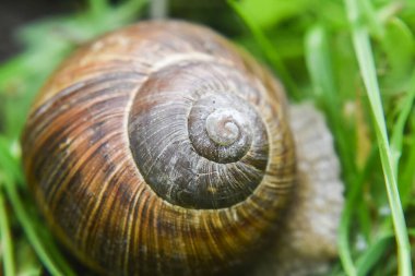 Kahverengi salyangoz kabuğu çimlerde
