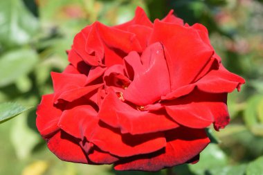 Yaz bahçesinde parlak kırmızı bir gül