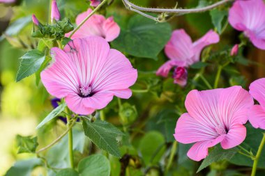 Mor gülgülhatmi yaklaş