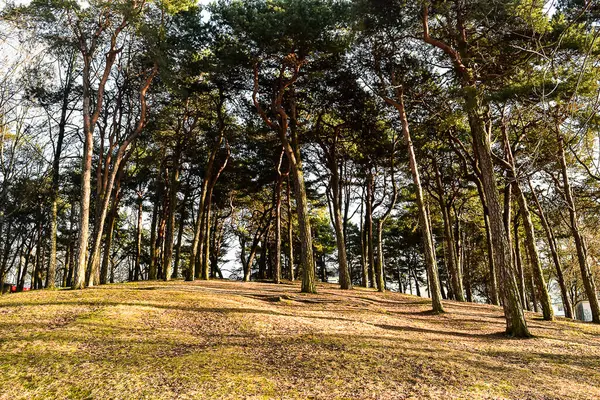 Pine trees on a hill in a city park on a sunny day