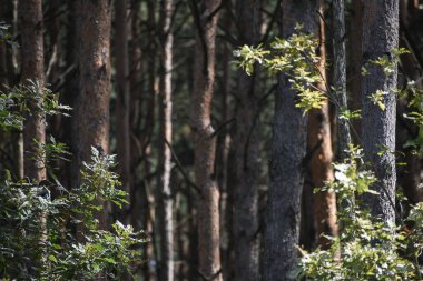 Yazın ormanda ağaç gövdeleri