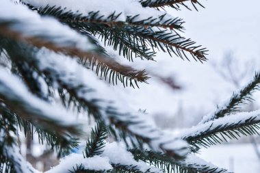 Bir kış günü, çam ağacının karla kaplı bir dalı.