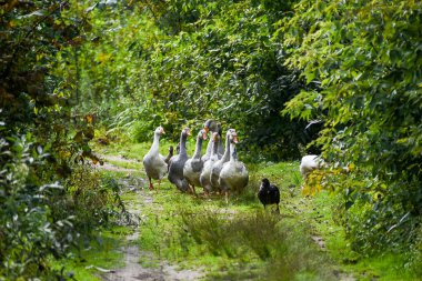 Bir kaz sürüsü bir yaz günü köyde yol boyunca yürür.