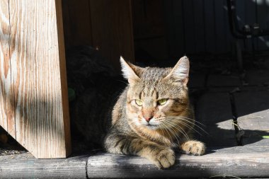Büyük bir tekir kedi güneşin altında bir çardakta yatıyor.