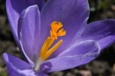 Baharın başında bahçede çiçek tarhında leylak rengi timsah.