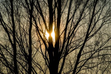 Güneş gün batımında bir ağaç gövdesinin arkasında gizlenmişti.