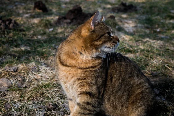 Большая Кошка Тэбби Любопытством Смотрит Сторону — стоковое фото