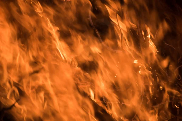 Płomienie Palą Gałęzie — Zdjęcie stockowe