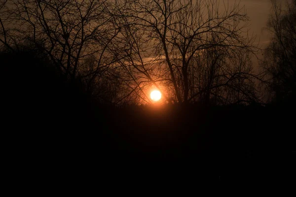 Sunset of the red sun among the black branches of the trees