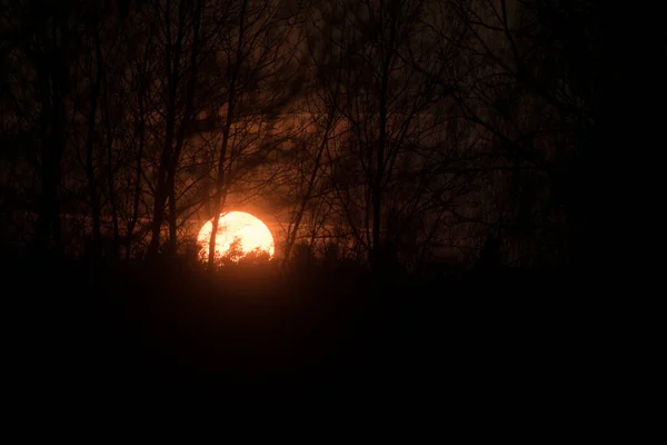 Puesta Del Sol Rojo Entre Las Ramas Negras Los Árboles — Foto de Stock