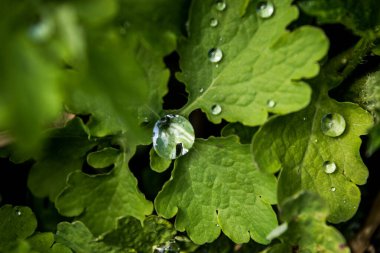 Bitkinin yeşil yapraklarında saydam yağmur damlaları