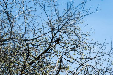 Yeşil çimlerde sarı karahindiba