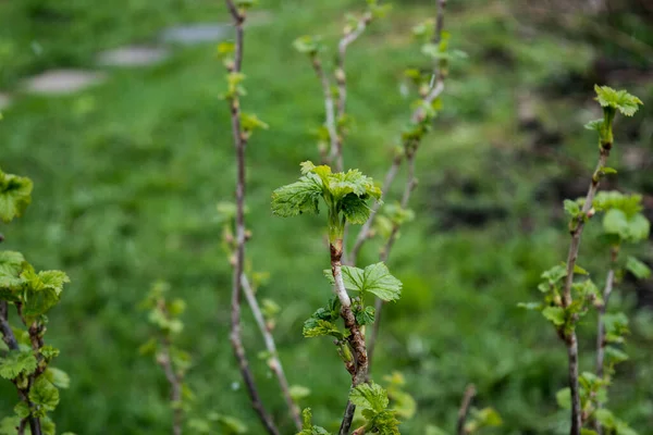Młode Zielone Liście Krzewie Porzeczki Wczesną Wiosną — Zdjęcie stockowe