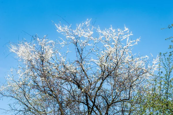 Blooming Tree White Flowers Blue Sky Spring — Stock Photo, Image