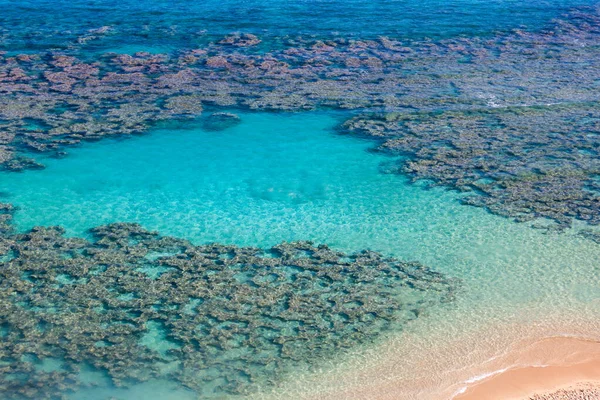 Коралловый Риф Заливе Ханаума Оаху Гавайи Идеально Подходит Плавания Подводного — стоковое фото
