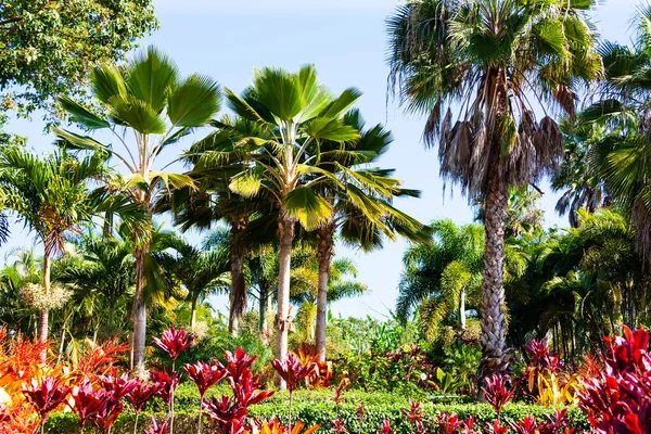 Тропічний Сад Парк Влітку Оаху Гаваї — стокове фото