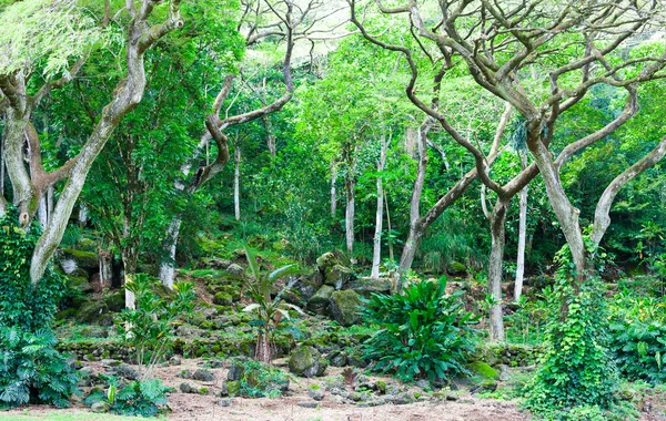 Waimea Vadisi manzarası, Oahu, Hawaii. Bir yamaçta ağaçlar ve çalılar.