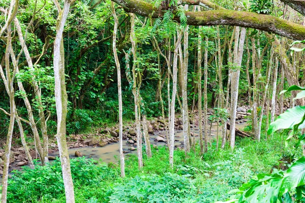 Dry Riverbed Forest Waimea Valley Oahu Hawaii — Stock Photo, Image